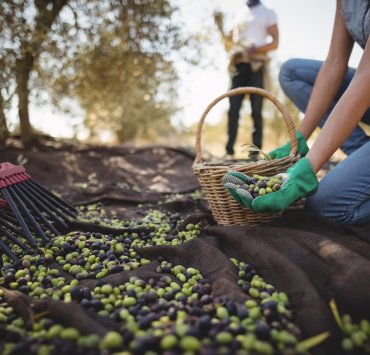 Zeytinyağı ile Sağlıklı Yaşamın Kapılarını Aralayın