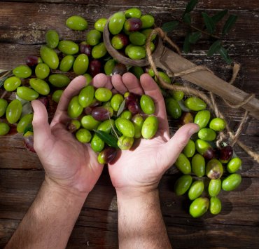  Zeytin Hasadından Şişeye Uzanan Yolculuk