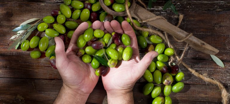  Zeytin Hasadından Şişeye Uzanan Yolculuk